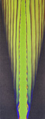 Thumbnail of a Gene Hedge Painting