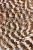 Thumbnail of a Gene Hedge Print