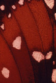 Thumbnail of a Gene Hedge Print