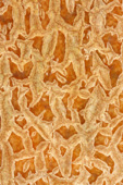 Thumbnail of a Gene Hedge Print