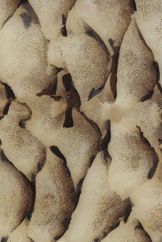 Print by Gene Hedge