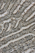 Thumbnail of a Gene Hedge Print